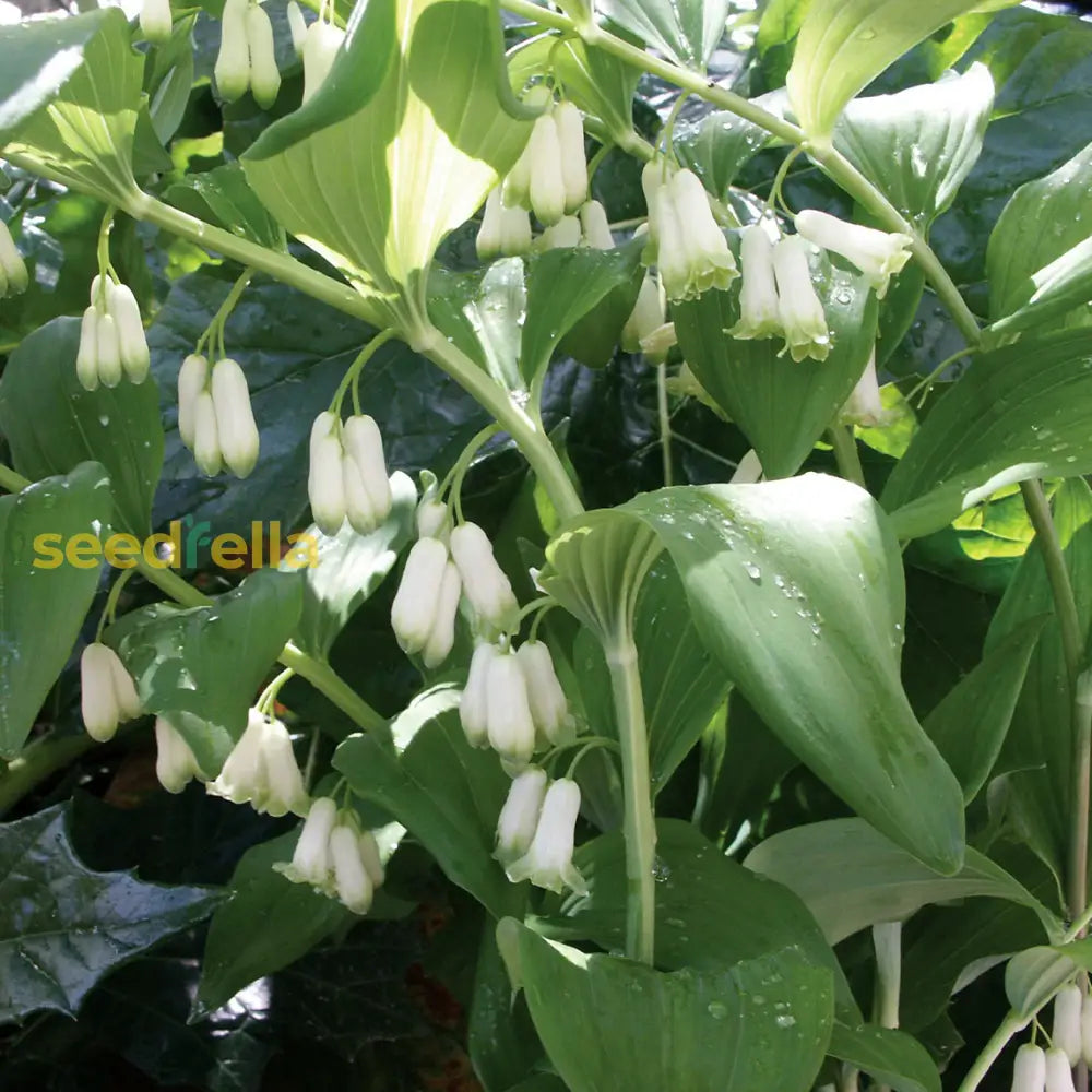 White Polygonatum Planting Seeds For A Lush Garden - Ideal Shade Flower