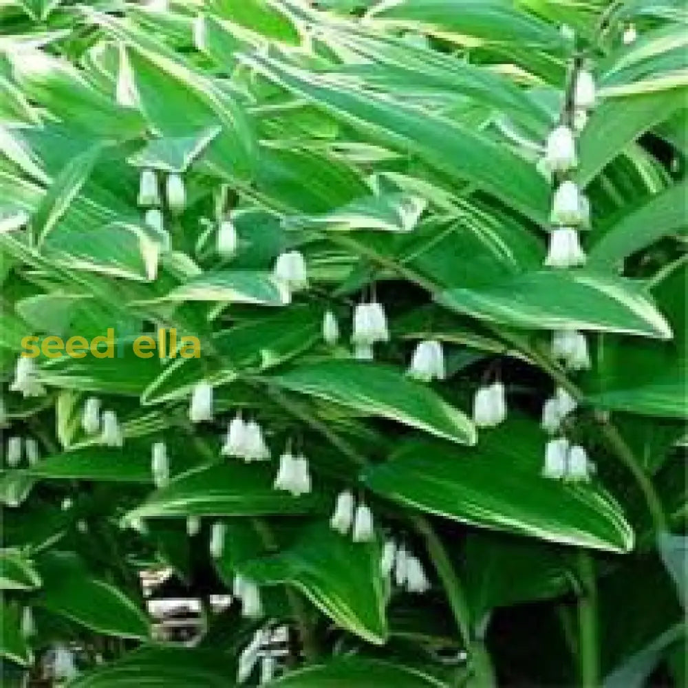 White Polygonatum Planting Seeds For A Lush Garden - Ideal Shade Flower