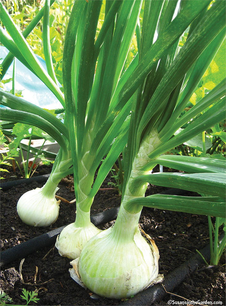 White Porcelain Vegetable seedlings sprouting in soil