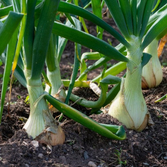 High quality White Porcelain Vegetable seeds closeup