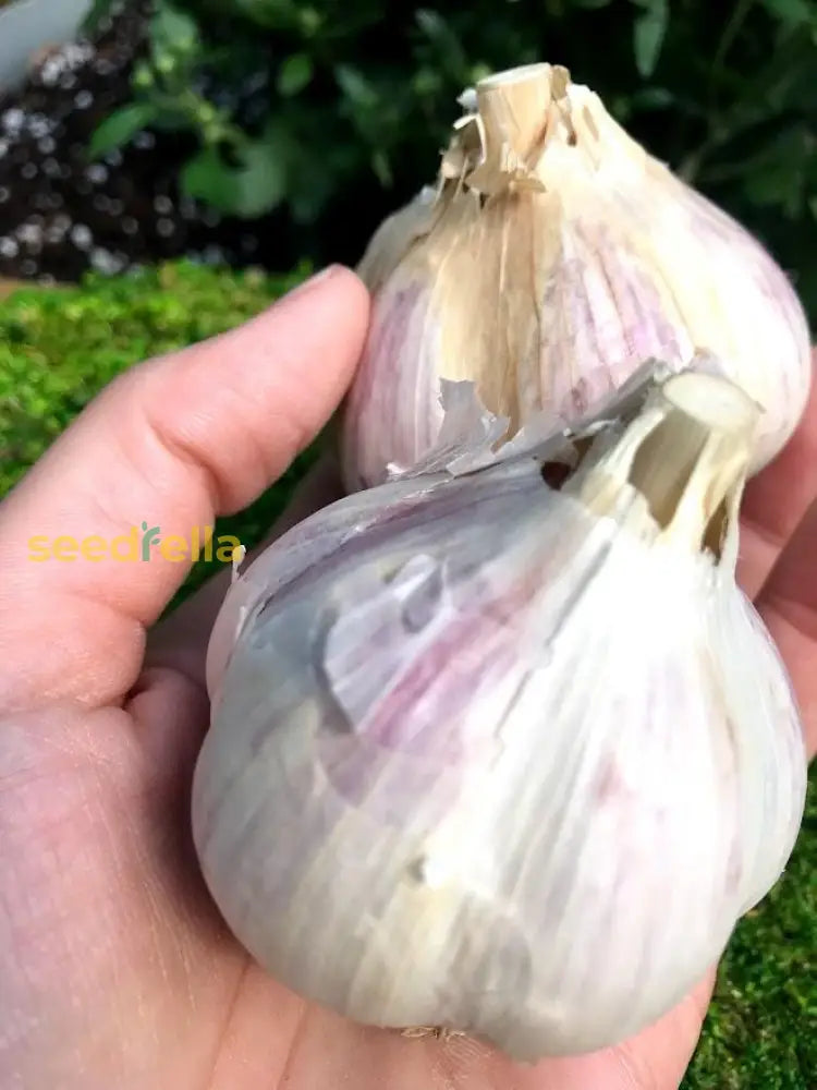 White Porcelain Vegetable Seeds For Planting  Unique Garden Addition Seeds