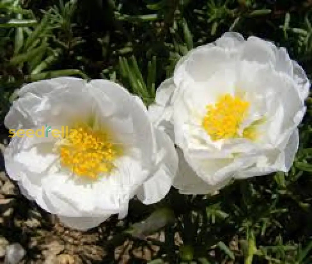 White Portulaca Grandiflora Seeds For Planting  Beautiful Annual Flowers Flower