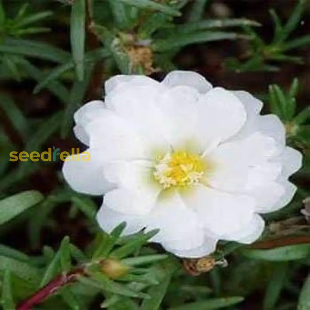 White Portulaca Grandiflora Seeds For Planting  Beautiful Annual Flowers Flower