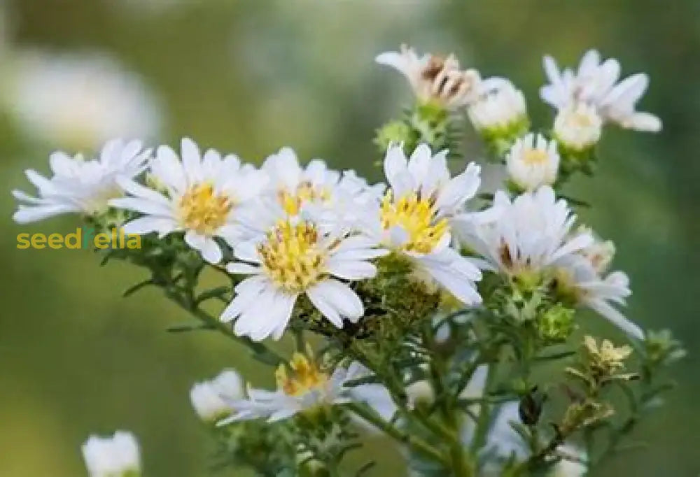 White Prairie Aster Planting Seeds  Perfect For Garden