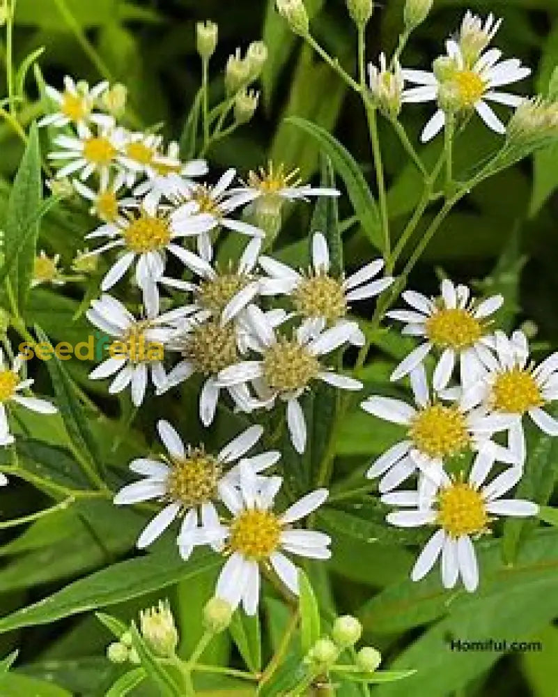 White Prairie Aster Planting Seeds  Perfect For Garden