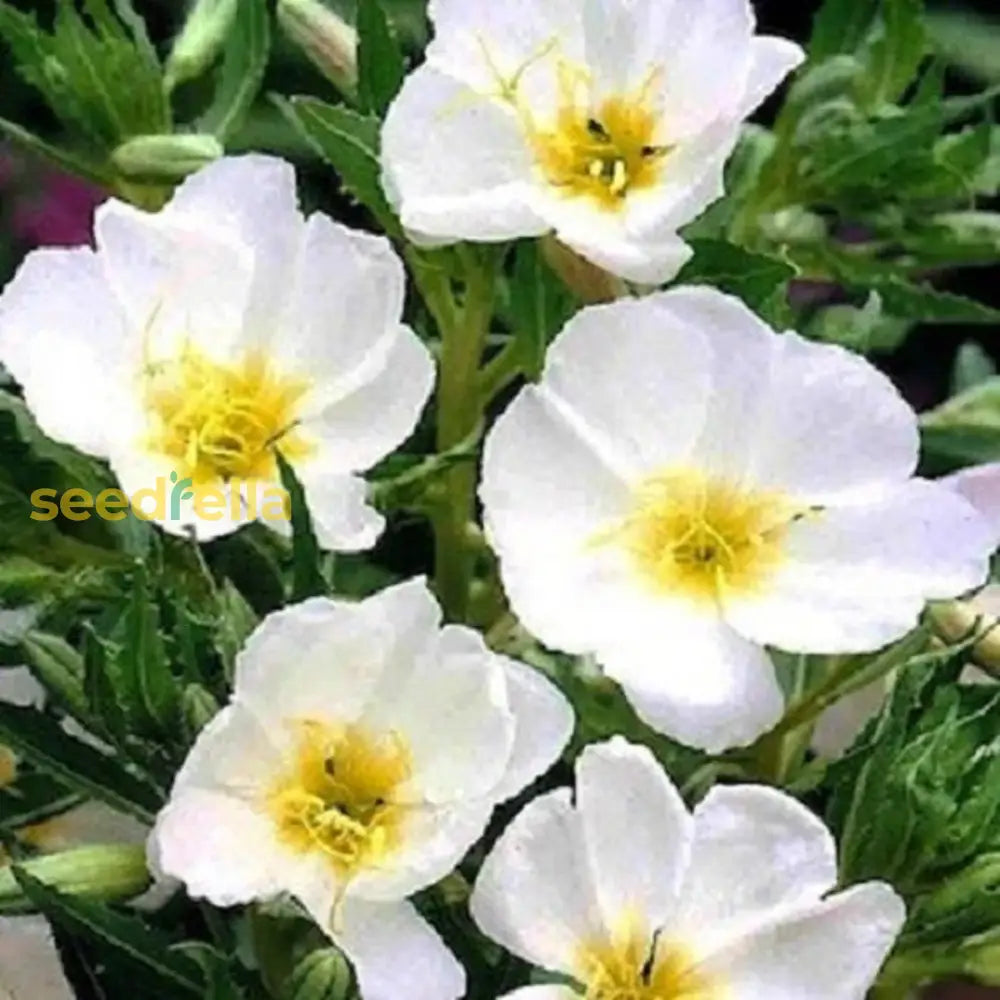 White Primrose Flower Seeds - Essential Planting Supplies