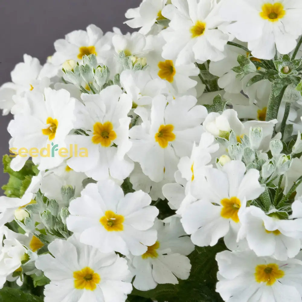 White Primrose Flower Seeds For Planting