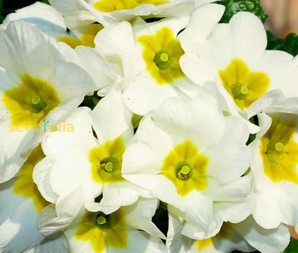 Blooming white Primrose flowers