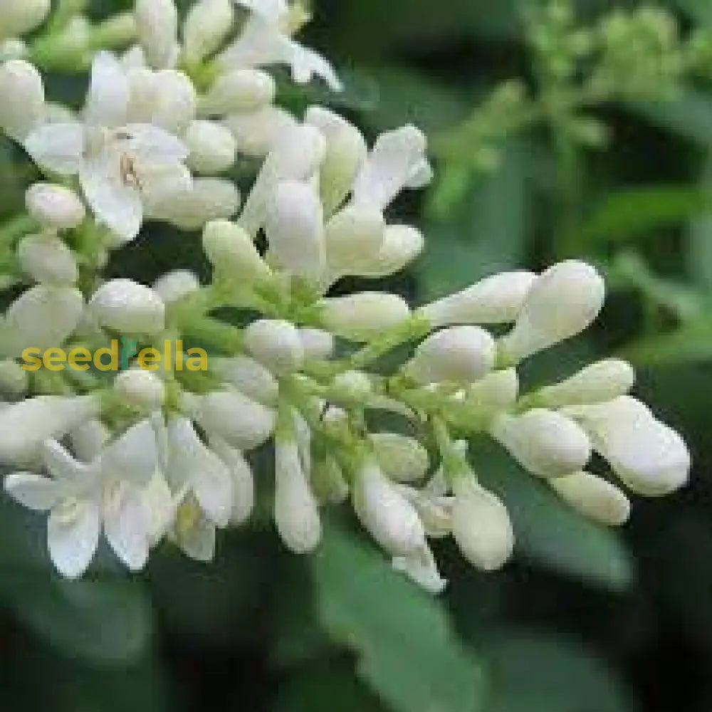 White Privet Flower Seeds For Planting  Enhance Your Garden