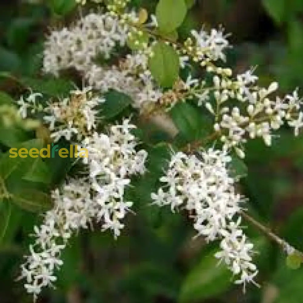 White Privet Flower Seeds For Planting  Enhance Your Garden