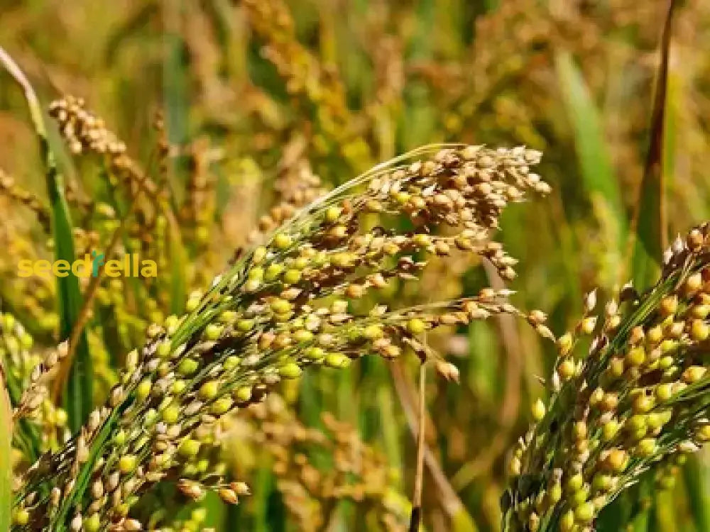 White Proso Millet Planting Seeds For Thriving Gardens And Sustainable Agriculture