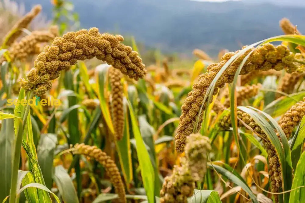 White Proso Millet Planting Seeds For Thriving Gardens And Sustainable Agriculture