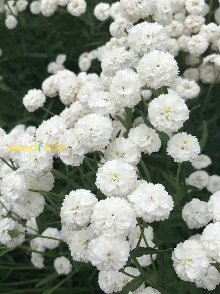 White Ptarmic Flower Planting Seeds  Seed For Stunning Blossoms In Your Garden And Landscape