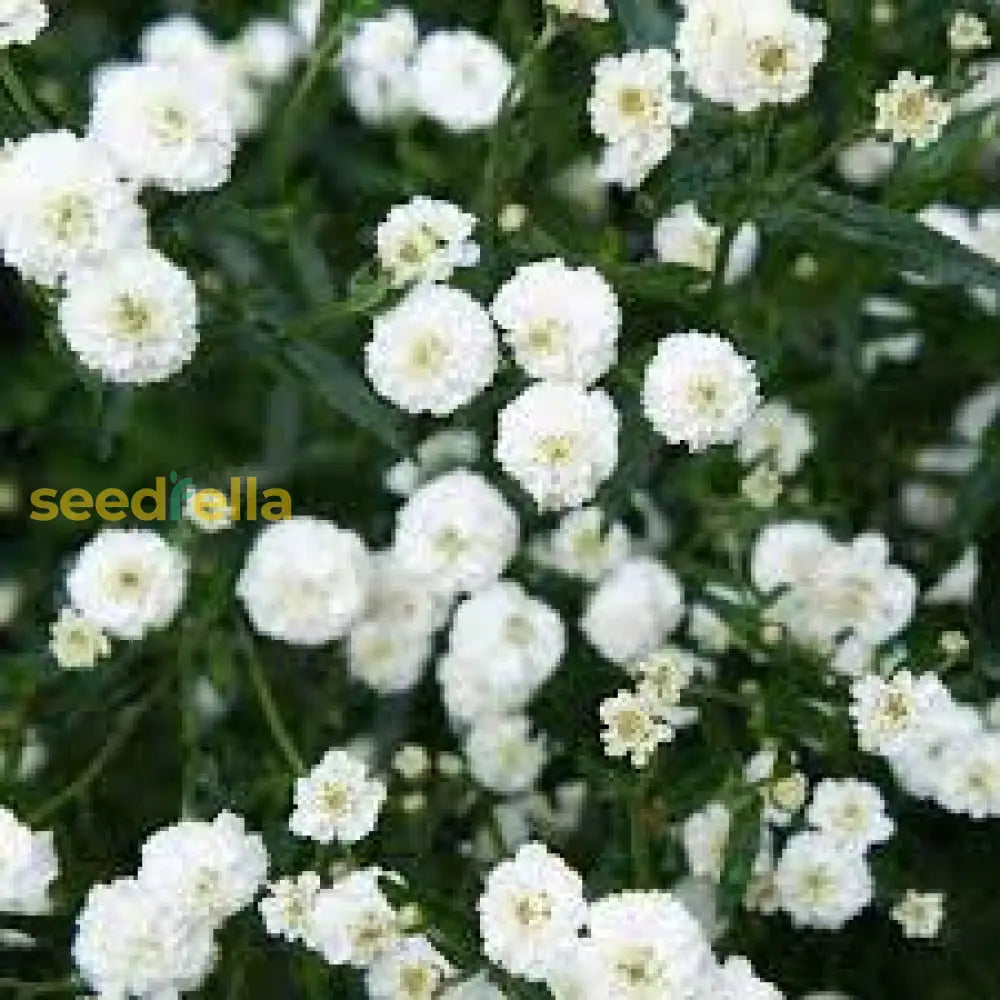 White Ptarmic Flower Planting Seeds  Seed For Stunning Blossoms In Your Garden And Landscape