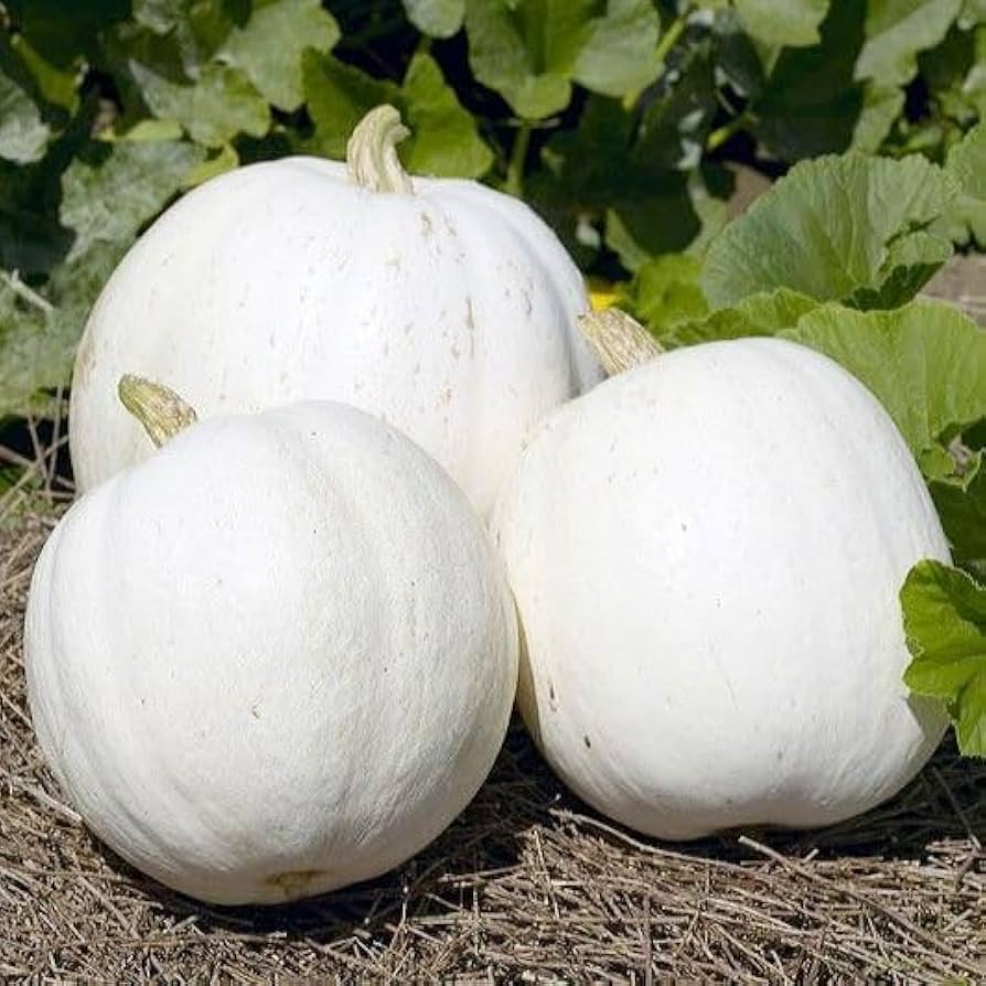 Planting guide for white pumpkin seeds