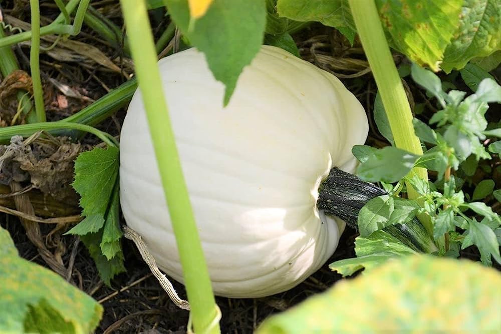 White pumpkin growing on a garden vine