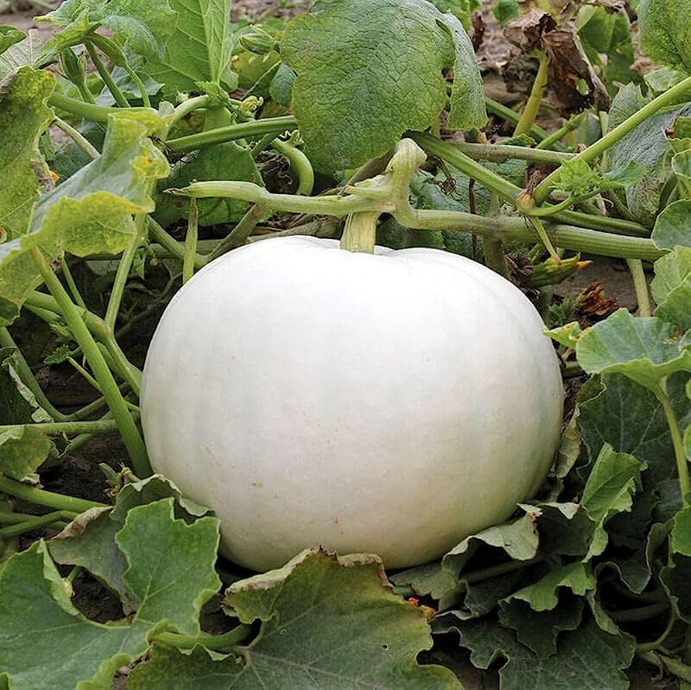 White pumpkin seeds for planting