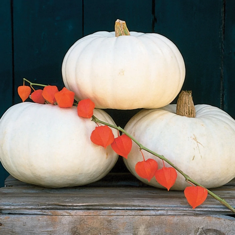 White pumpkin seeds ideal for backyard gardens