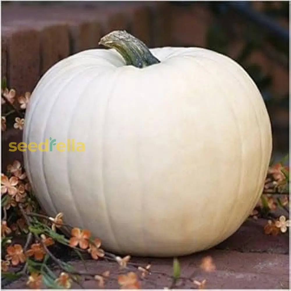 White pumpkin vegetable seeds for planting