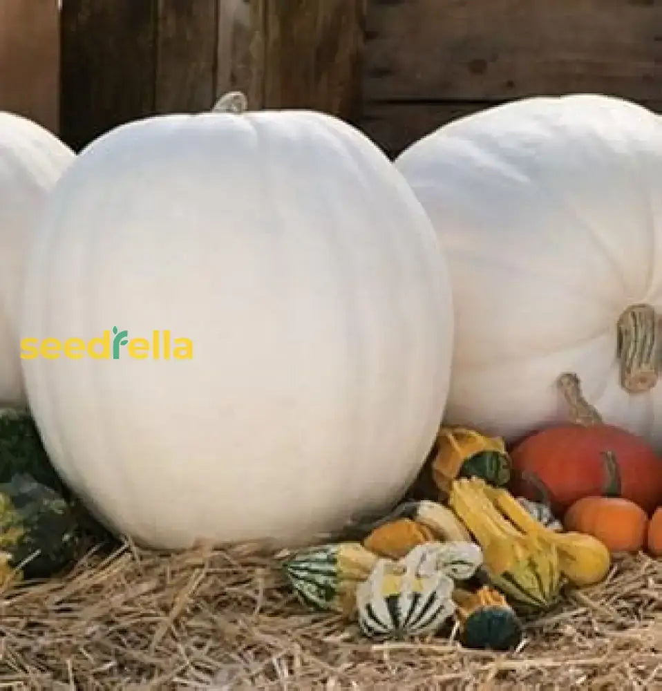 White Pumpkin Vegetable Seeds For Easy Planting Seeds