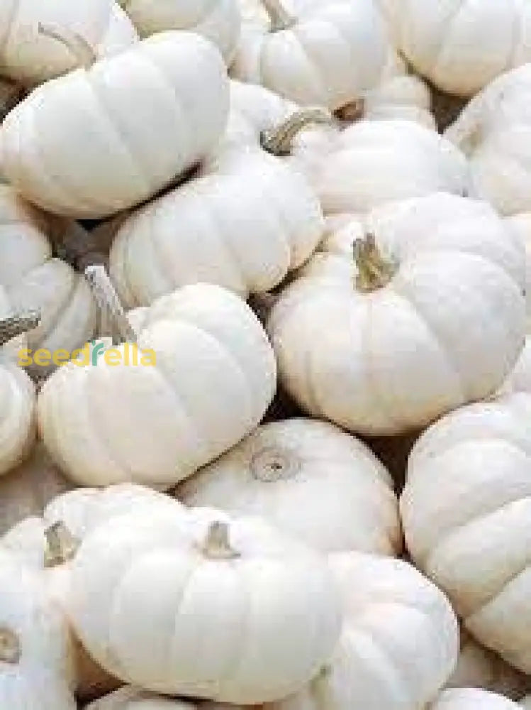 White Pumpkin Vegetable Seeds For Planting Seeds