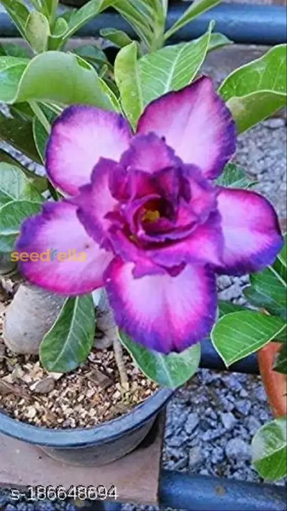 White Purple Adenium Obesum Seeds For Planting Flower