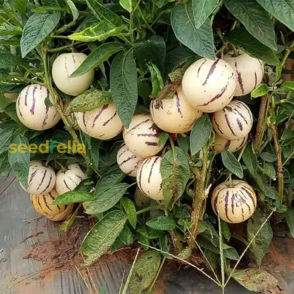 White and purple Pepino vegetable seeds for planting