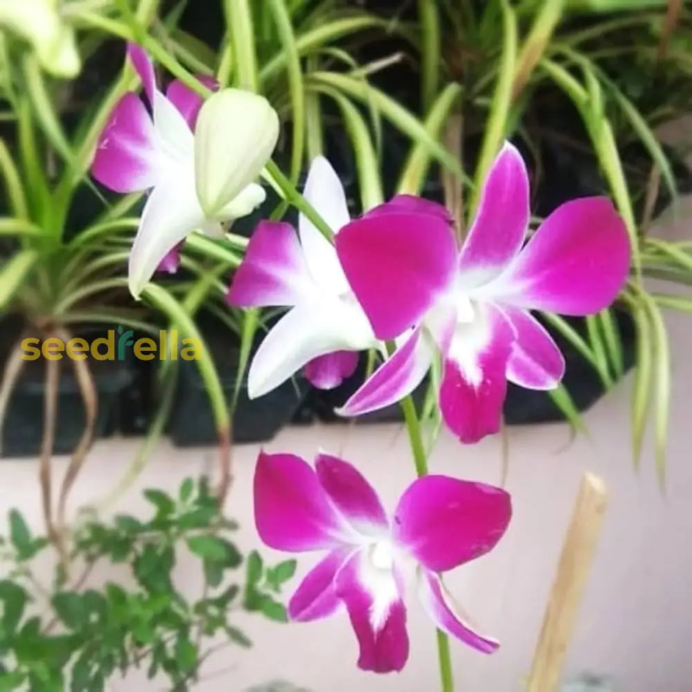 White Purple Phalaenopsis Orchid Seeds For Planting  Stunning Flower Gardeners