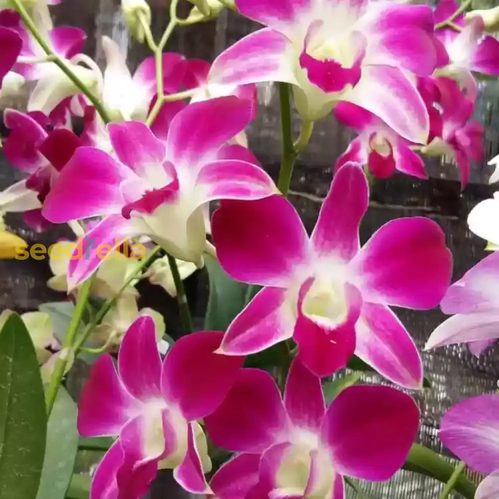 White Purple Phalaenopsis Orchid Seeds For Planting  Stunning Flower Gardeners