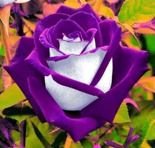 White & Purple Rose Flower Seeds for Planting