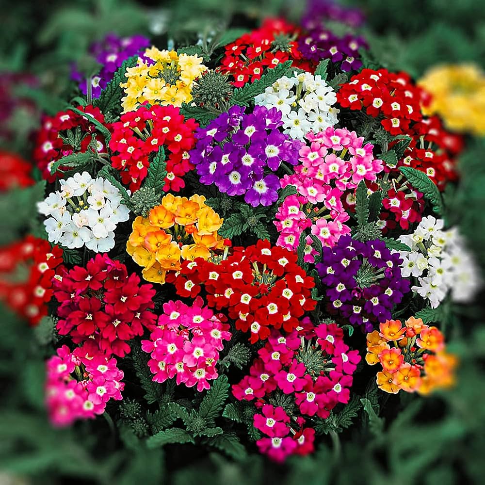 White and purple Verbena flower seeds for vibrant garden planting
