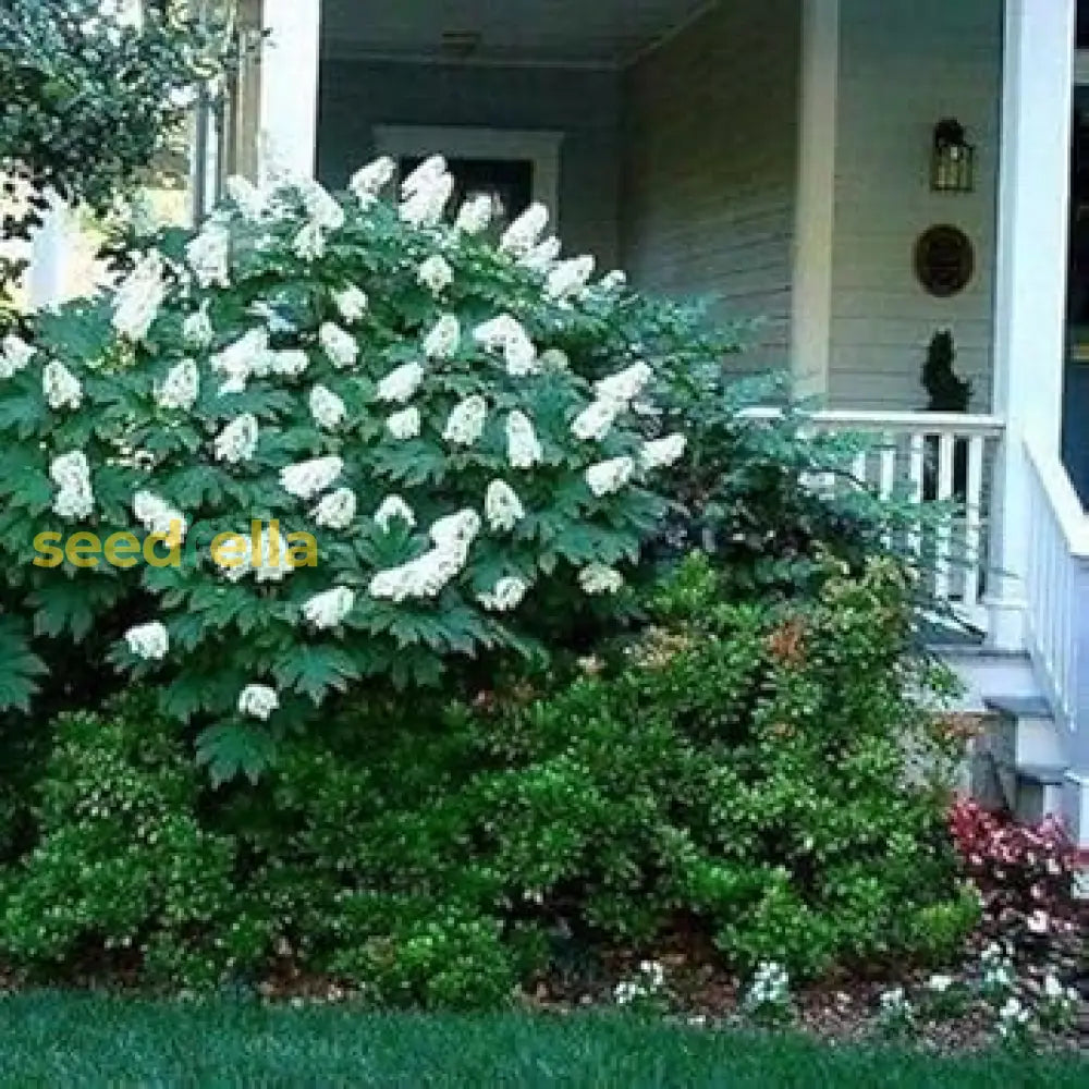 White Quercifolia Flower Seeds For Planting - Elegant Perennial Blooms