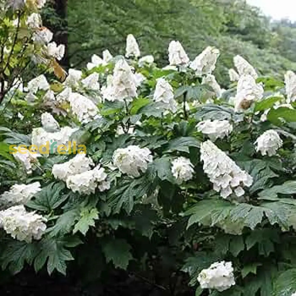 White Quercifolia Flower Seeds For Planting - Elegant Perennial Blooms