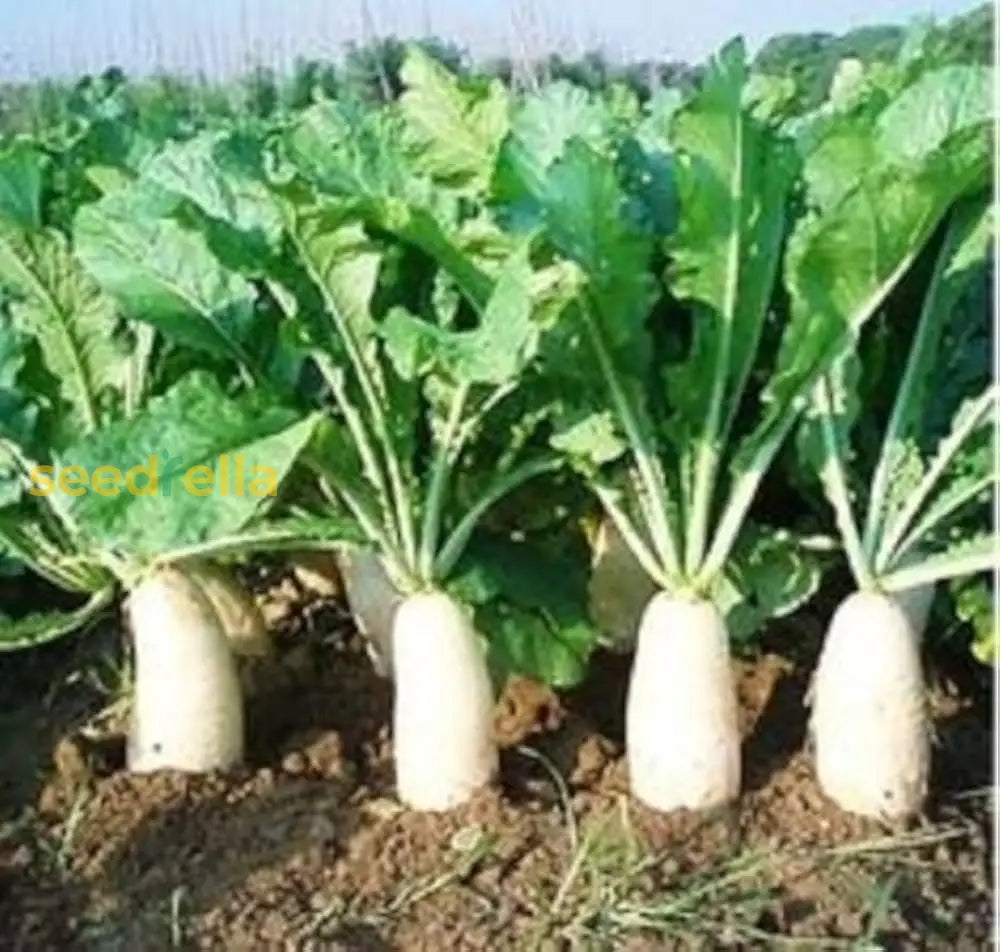 White Radish Seeds For Vegetable Planting Seeds