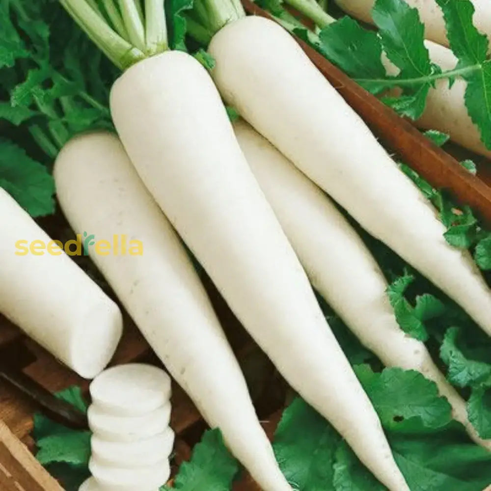 White Radish Seeds For Vegetable Planting Seeds