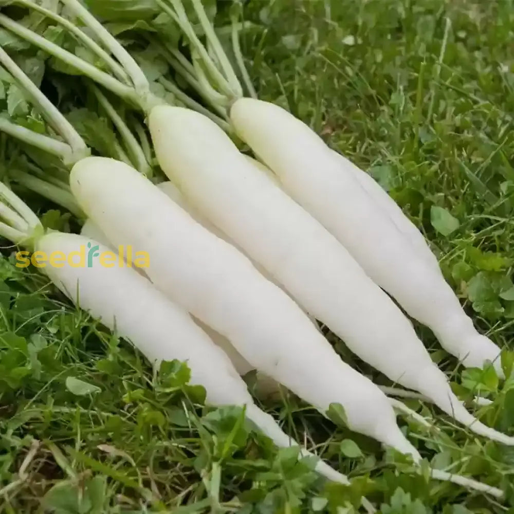 White Rasish White Radish Seeds – Premium Vegetable Seeds for Planting