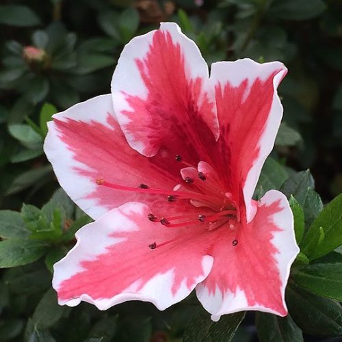White Red Azalea Flower Seeds for Vibrant Garden Planting