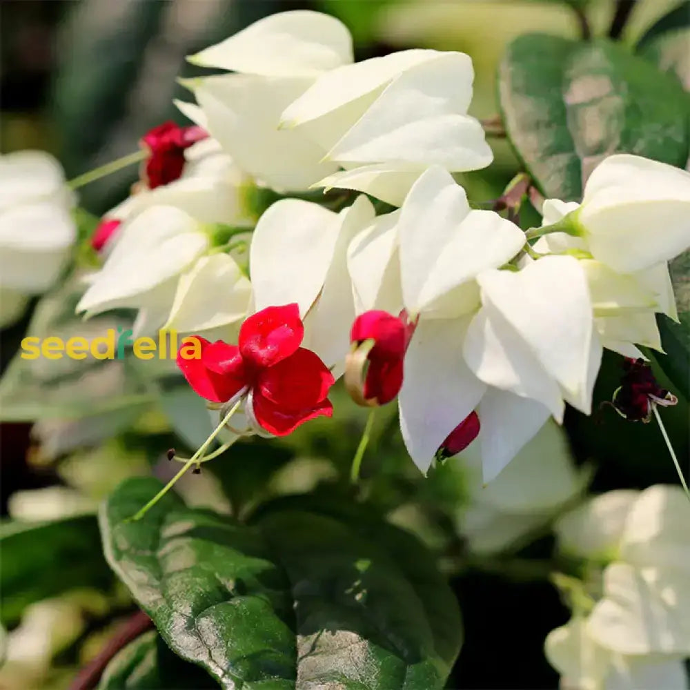 White Red Clerodendrum Thomsonii Flower Planting - Seed For Striking Blooms And Lush Growth In Your