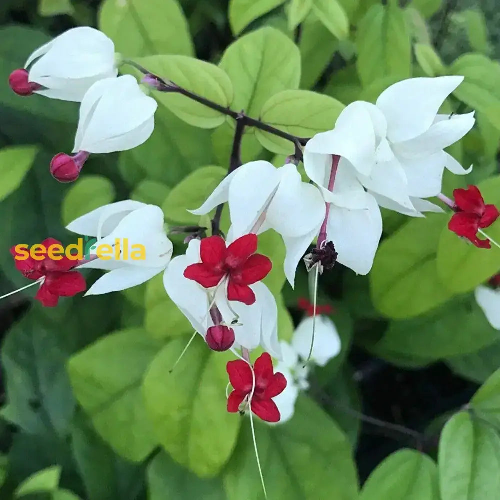 White Red Clerodendrum Thomsonii Flower Planting - Seed For Striking Blooms And Lush Growth In Your