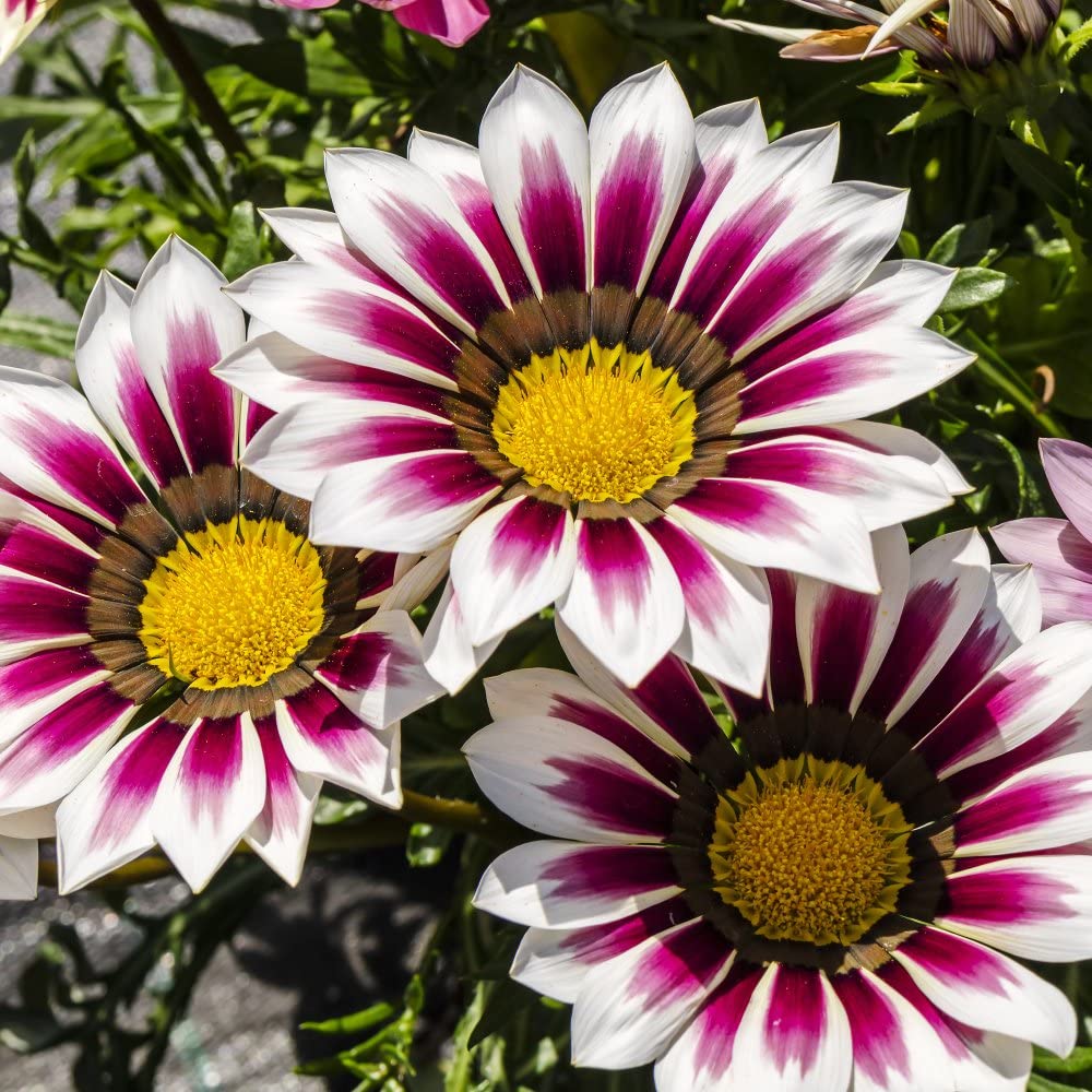 White & Red Gazania Flower Seeds for Planting