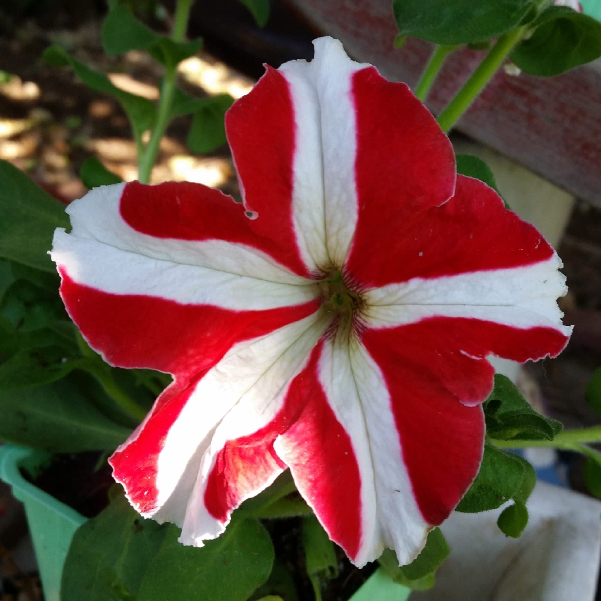 White Red Petunia Flower Seeds for Planting