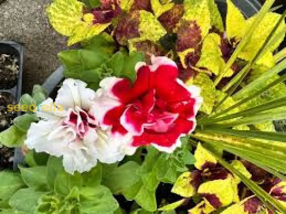 White Red Petunia Seeds For Gorgeous Floral Arrangements In Your Garden Flower