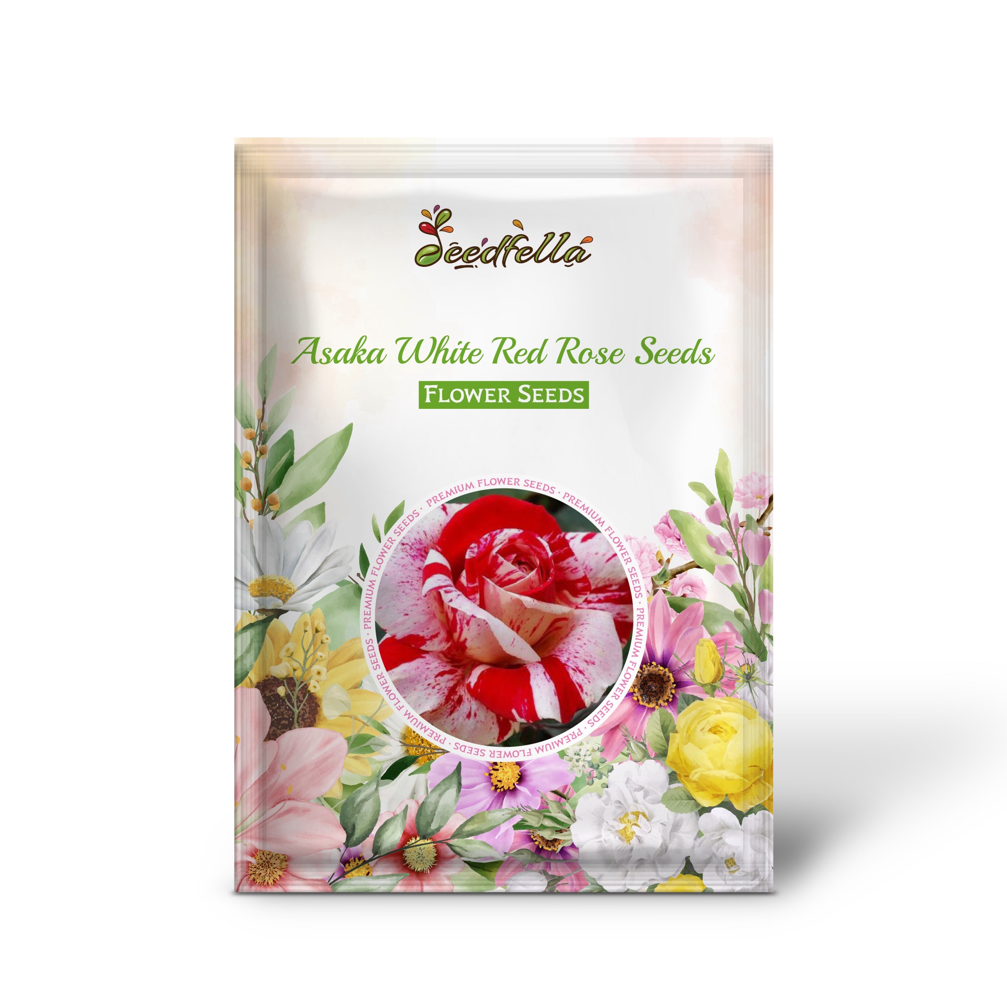 White and Red Asaka Rose in full bloom