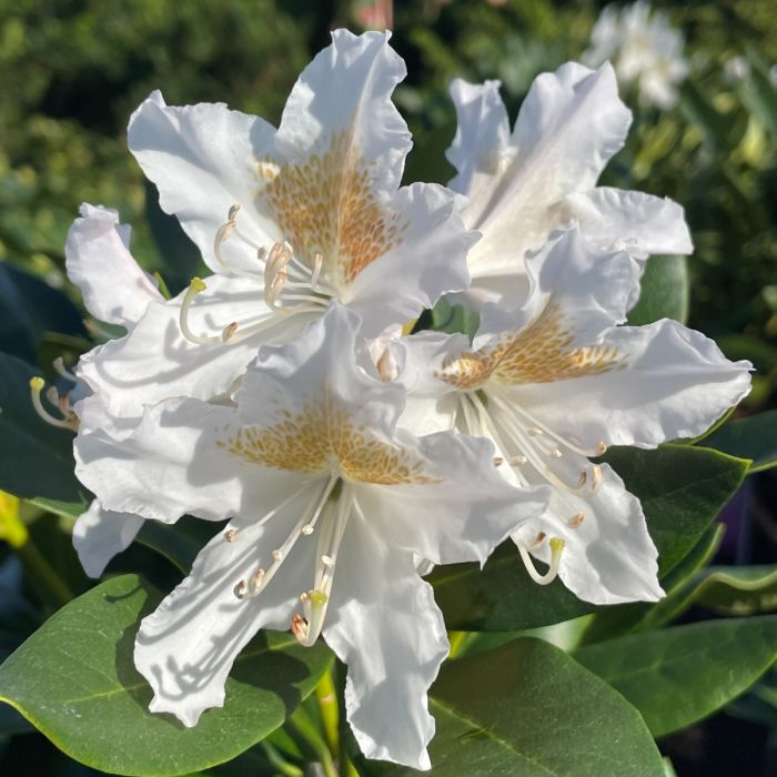 White Rhododendron Flower Seeds for Planting
