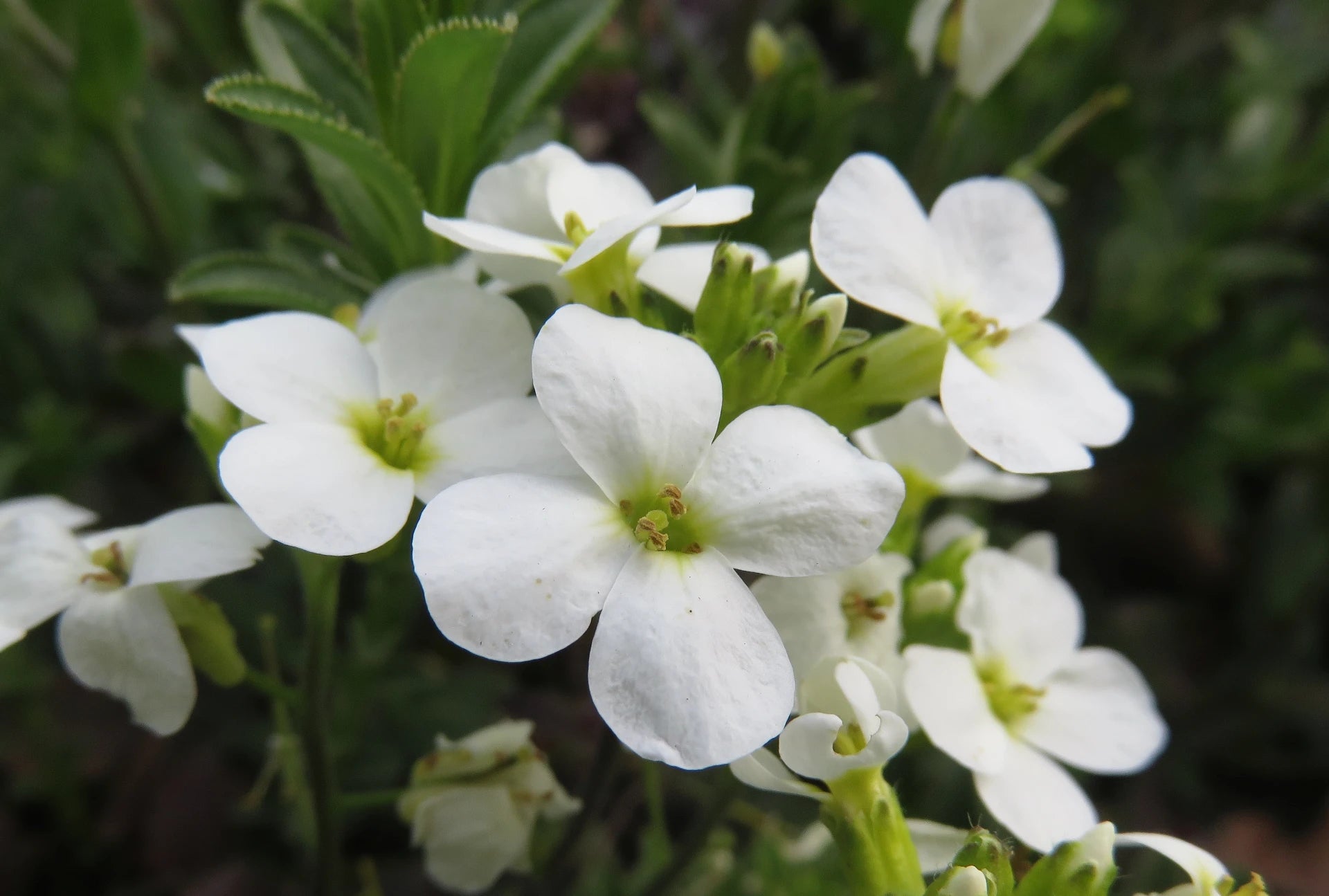 White Rock Cress used as ground cover