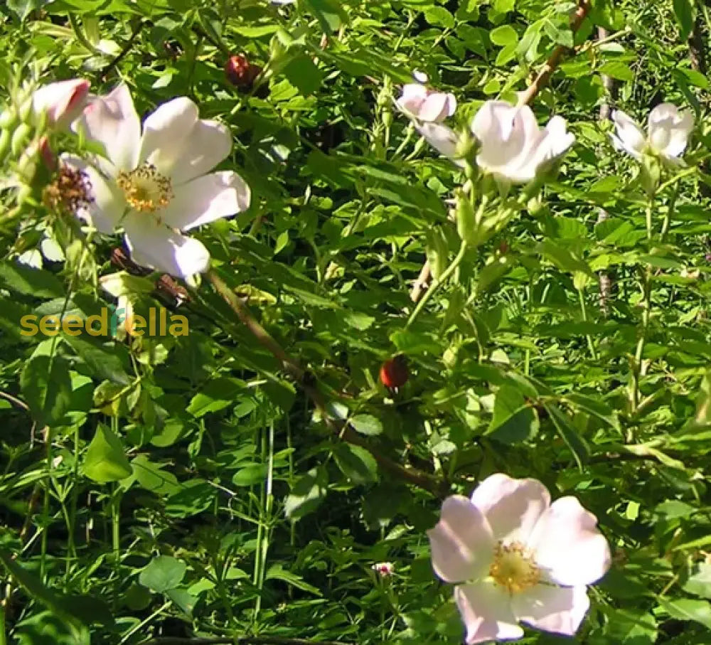 White Rosa Canina Flower Seeds For Vibrant Gardens - Seed Exquisite Floral Arrangements