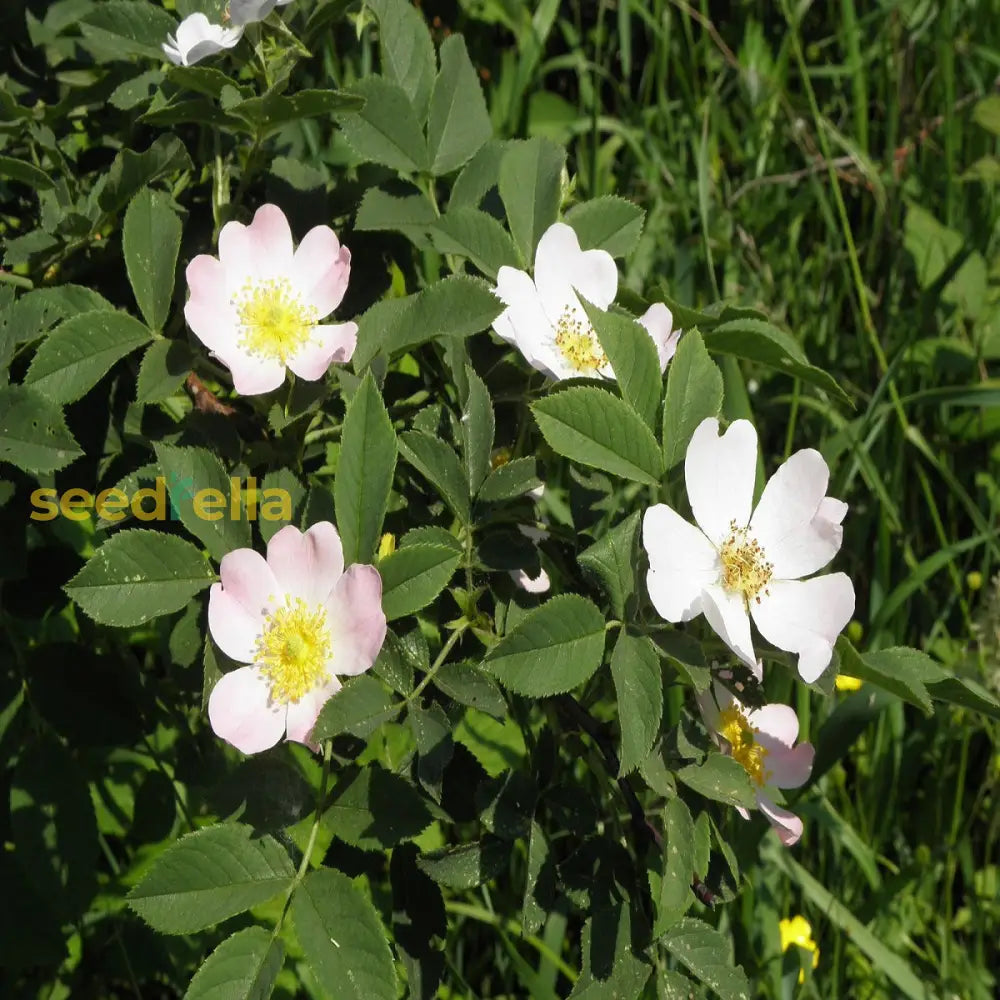 White Rosa Canina Flower Seeds For Vibrant Gardens - Seed Exquisite Floral Arrangements