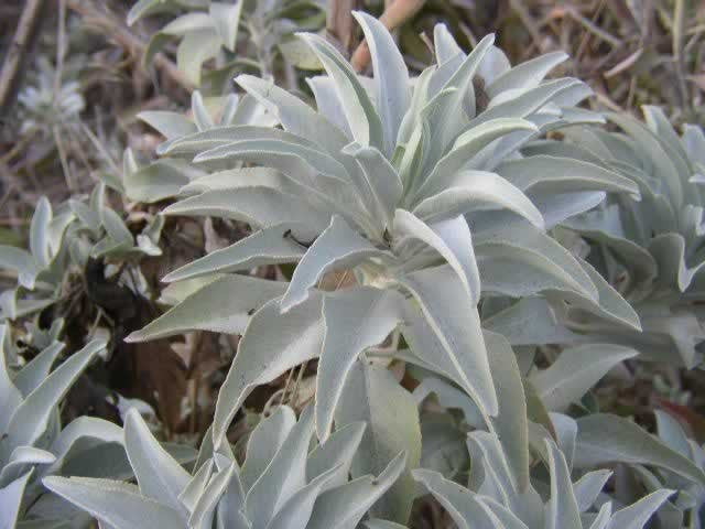 Mature California White Sage Shrub with Silver Foliage