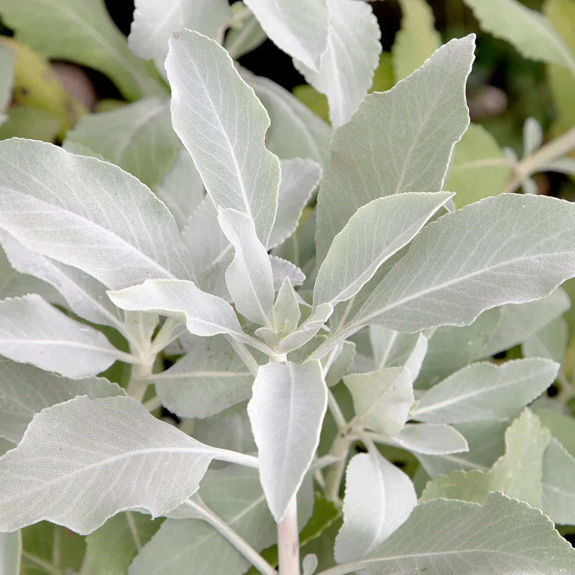 White Sage Plant Seeds For Planting- Ideal Gardens And Indoor Pots Seeds