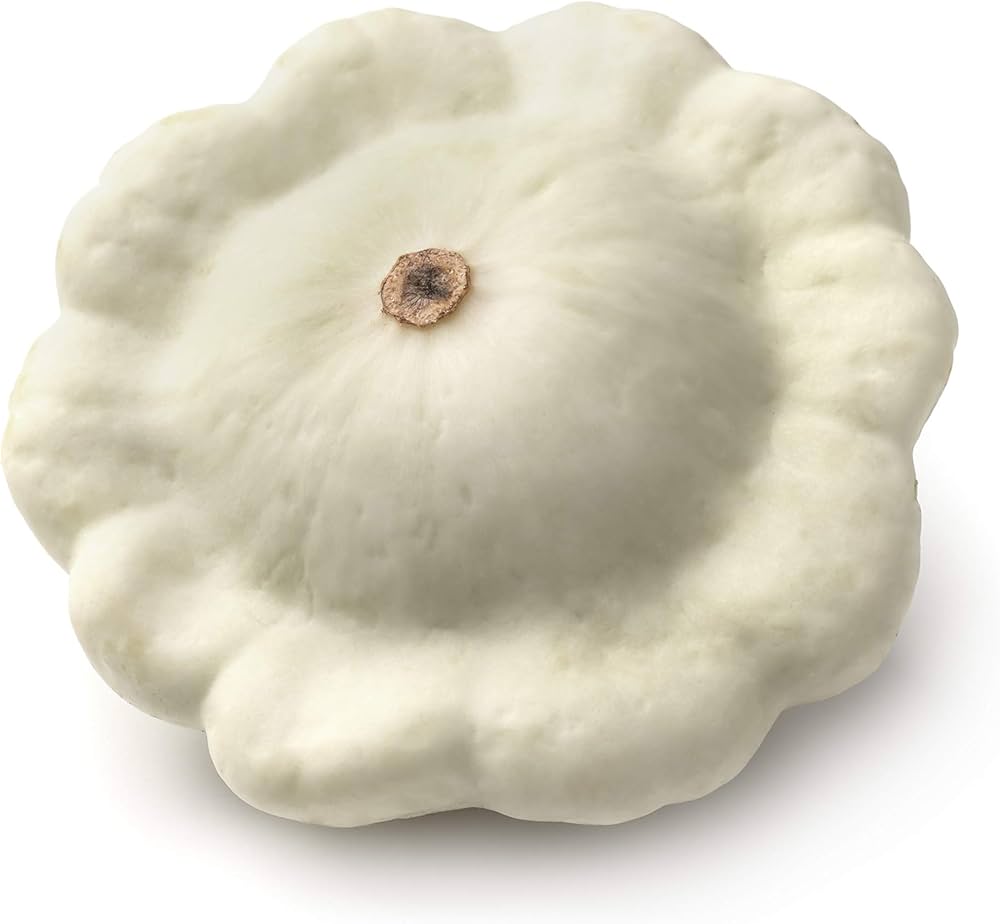 White scallop patty pan squash plant growing in garden